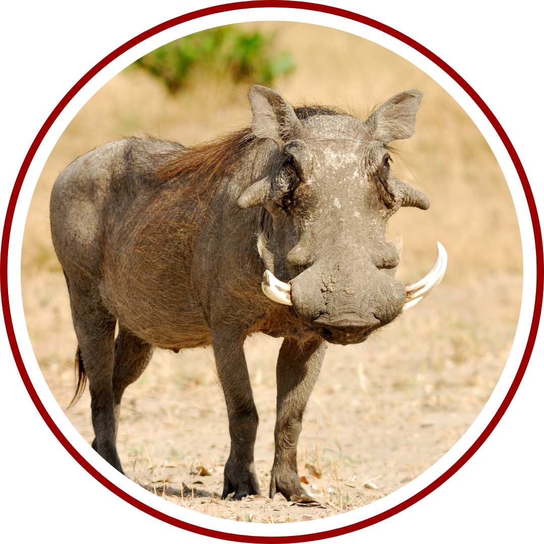 Rocklands Rondloper Vlakvark